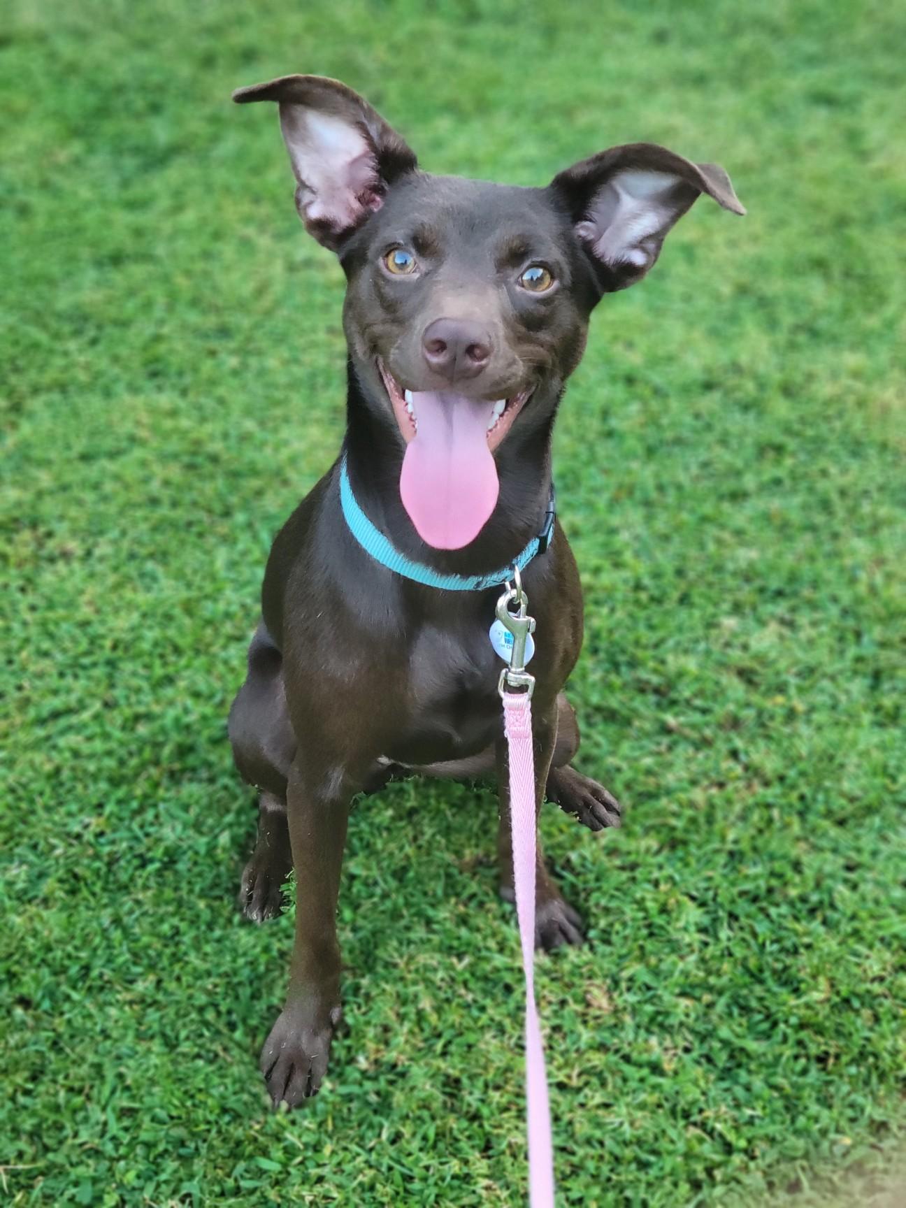 Belle, a Adoptable mixed breed in Statesville, NC image 4/5