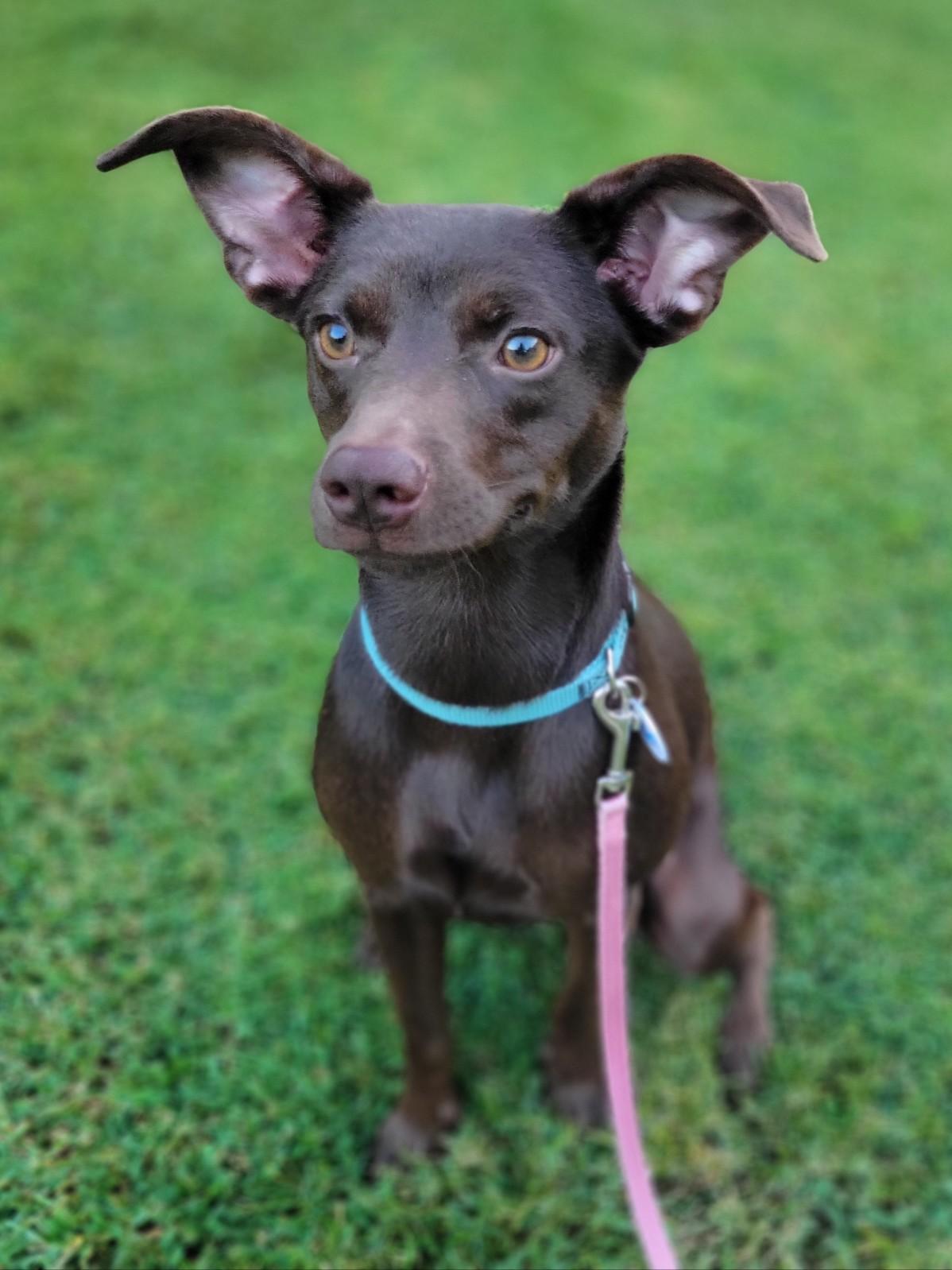 Belle, a Adoptable mixed breed in Statesville, NC image 5/5