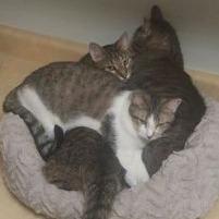 Enlarge Chase, a Adoptable mixed breed in Matteson, IL image 1/1