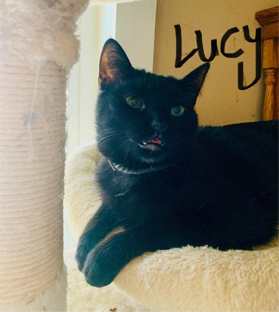 Lucy, Adoptable, Young Female Domestic Short Hair.