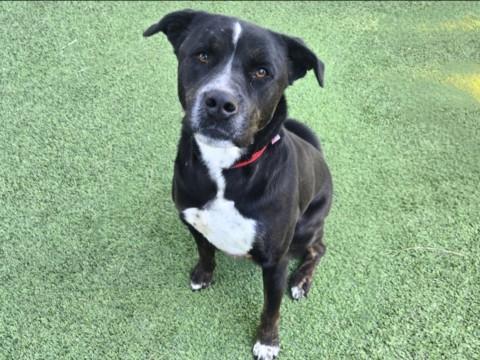 REGGIE, Adoptable, Adult Male Labrador Retriever.