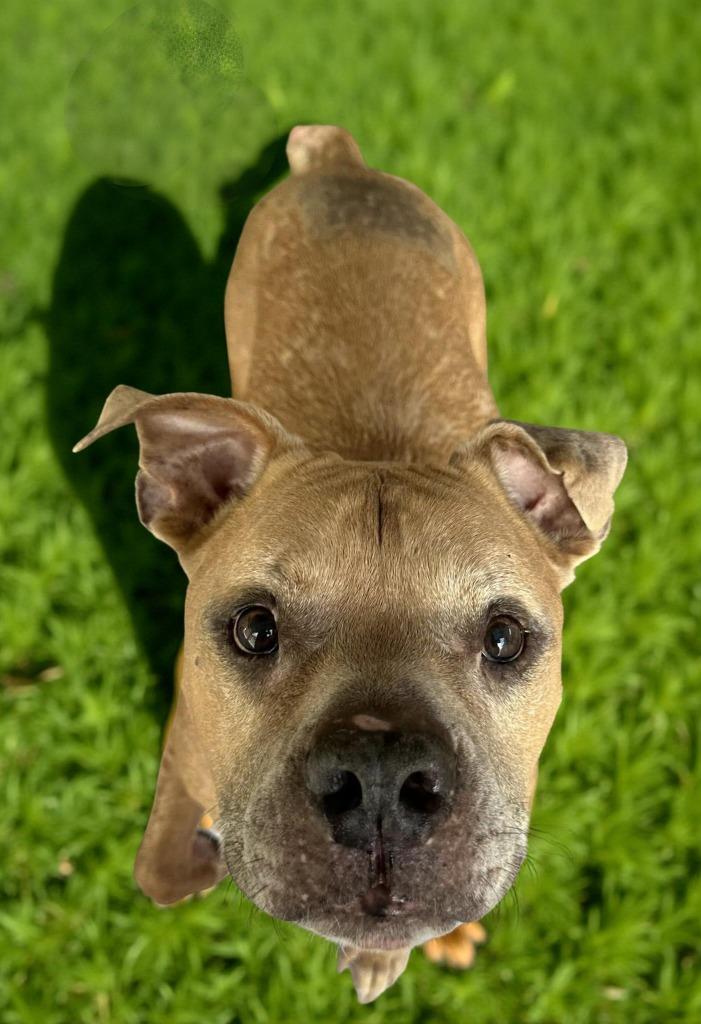 Enlarge Kronk, a Adoptable mixed breed in Sebastian, FL image 2/3