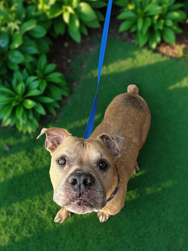 Enlarge Kronk, a Adoptable mixed breed in Sebastian, FL image 3/3