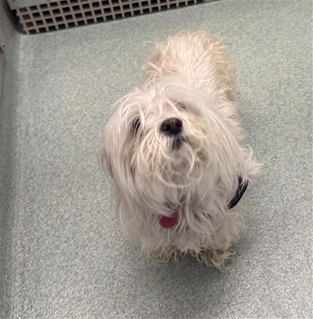 Enlarge Holly A215640, an adopted Maltese in Plano, TX image 1/1