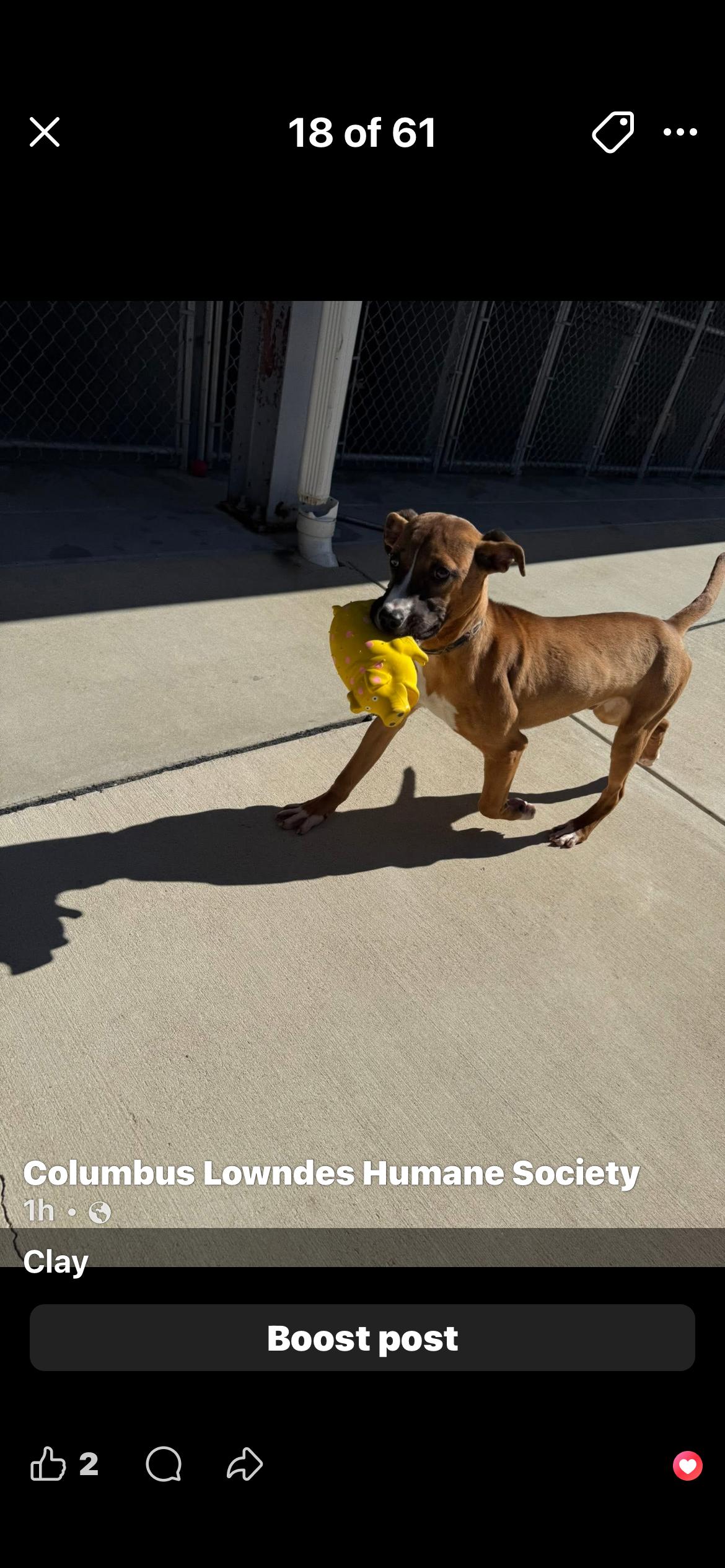 Clay, adopted, Young Male Black and Tan Coonhound.