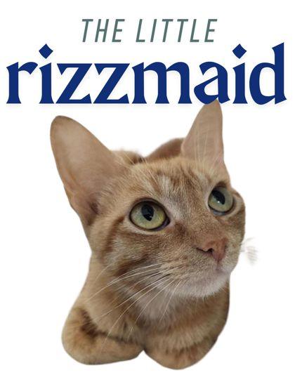 The Lil` Rizzmaid, Adoptable, Adult Female Domestic Short Hair & Domestic Short Hair.