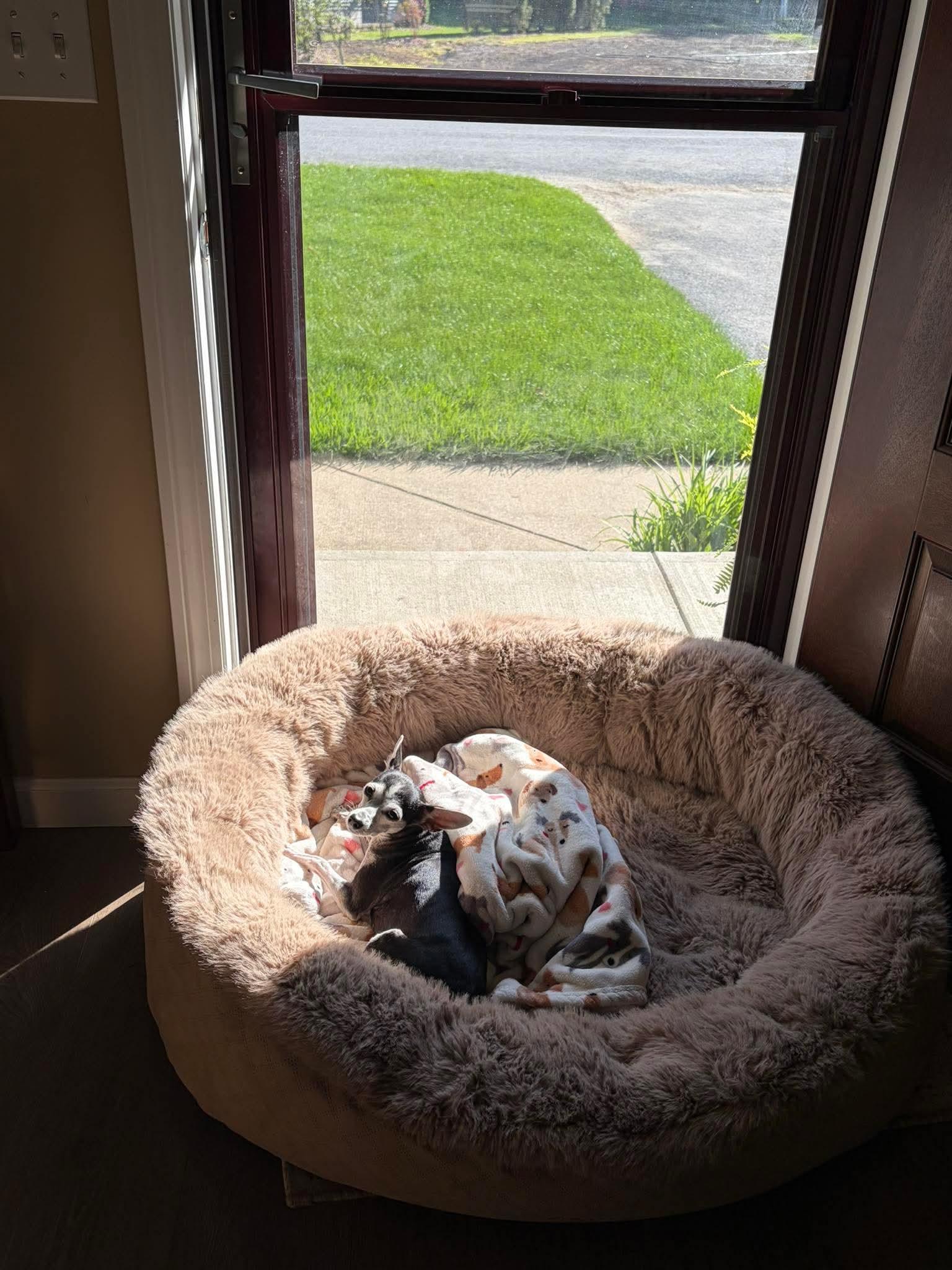 Enlarge Cookie , a Adoptable mixed breed in Argyle, NY image 5/6