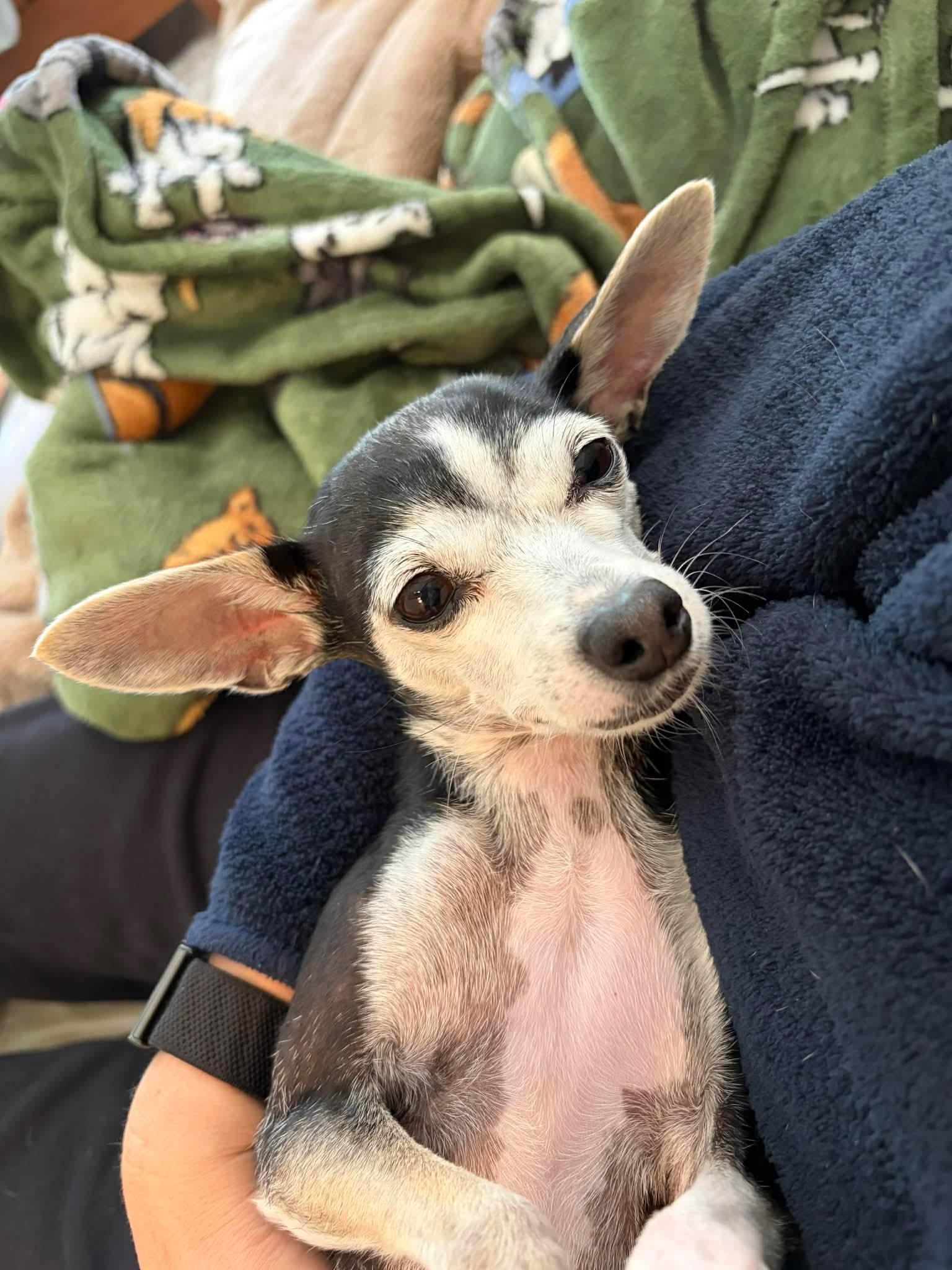 Cookie , Adoptable, Senior Female Mixed Breed.