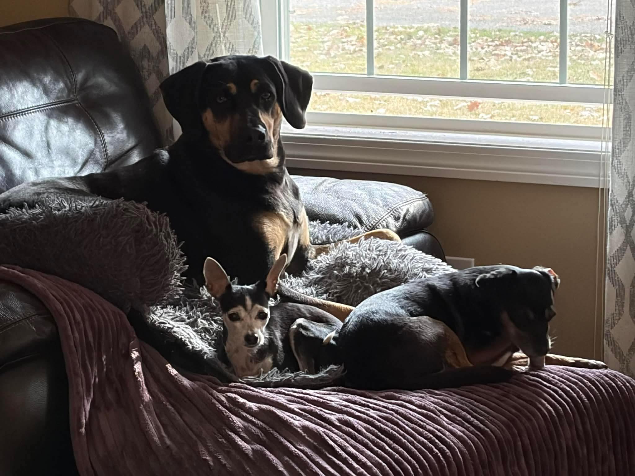 Enlarge Cookie , a Adoptable Mixed Breed in Argyle, NY image 6/6