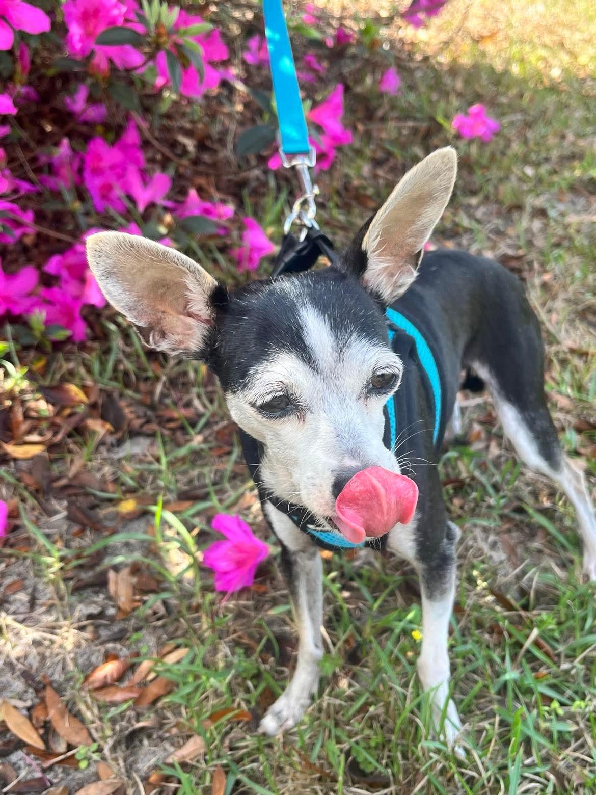 Enlarge Cookie , a Adoptable Mixed Breed in Argyle, NY image 3/6