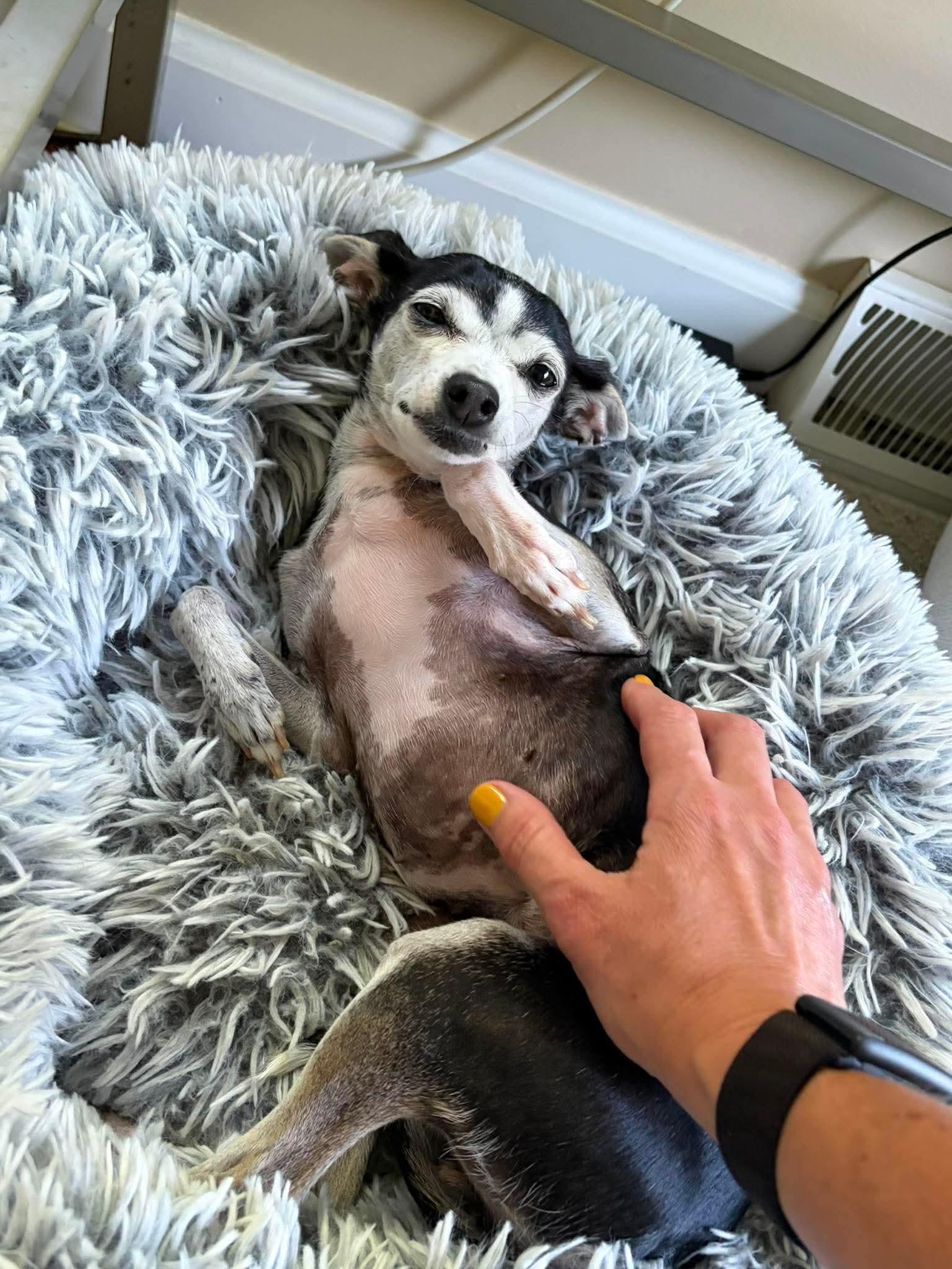 Enlarge Cookie , a Adoptable mixed breed in Argyle, NY image 6/6