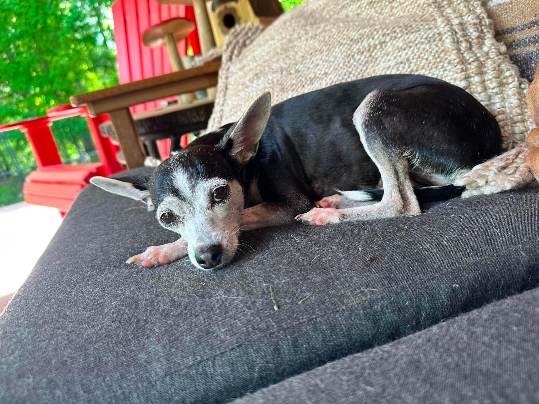 Cookie , Adoptable, Senior Female Chihuahua.