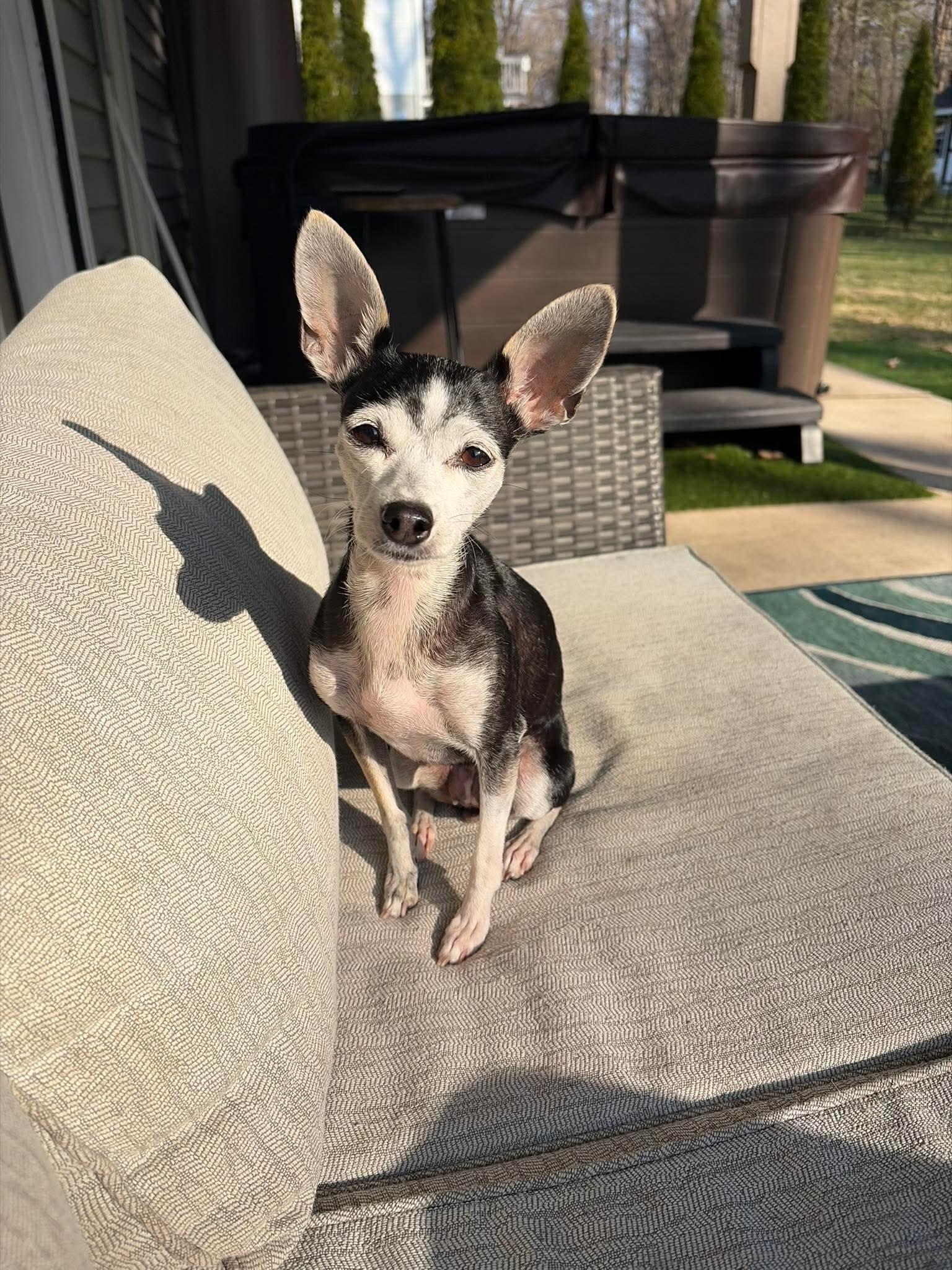 Cookie , Adoptable, Senior Female Chihuahua.