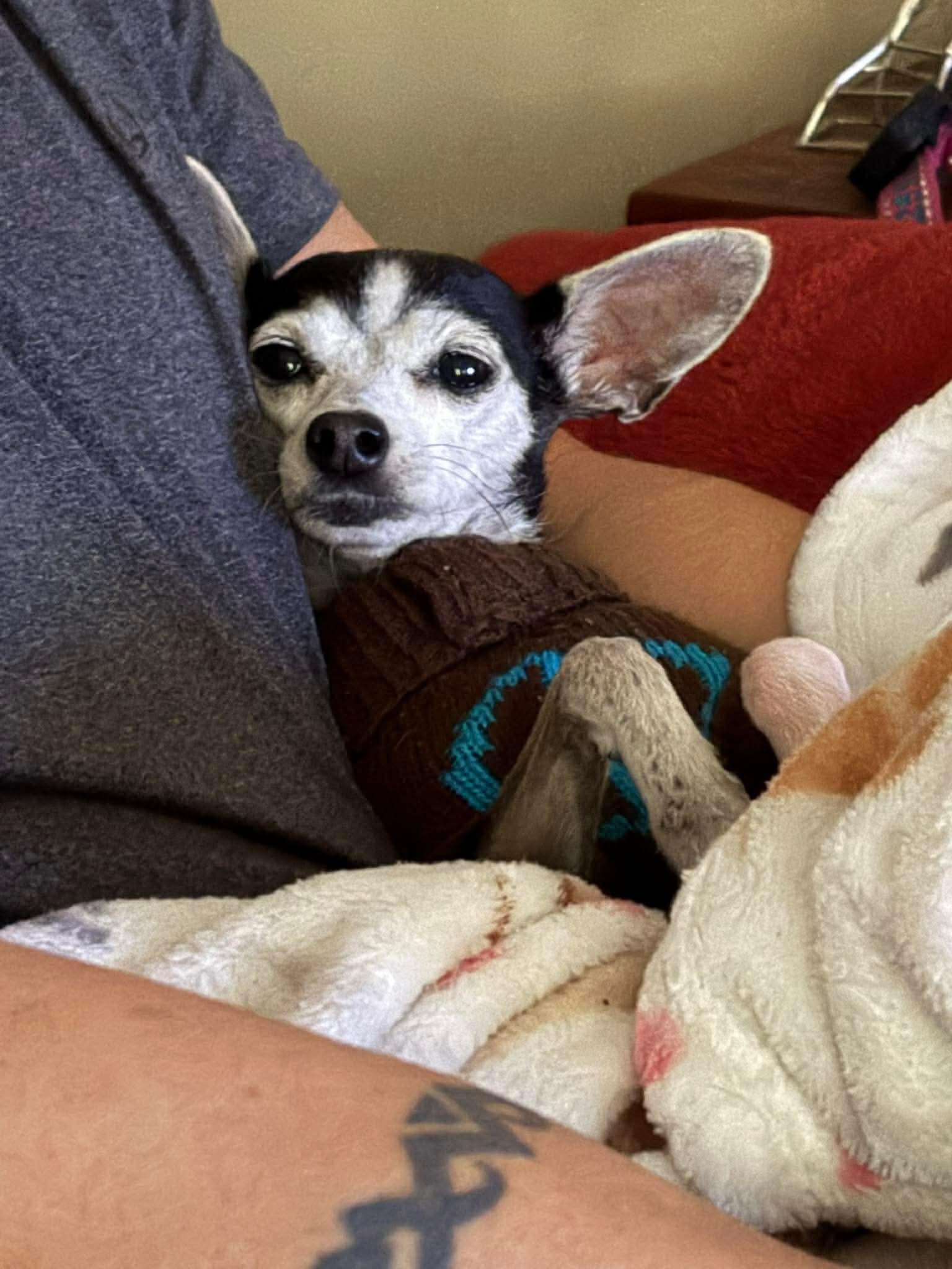 Enlarge Cookie , a Adoptable Mixed Breed in Argyle, NY image 5/6