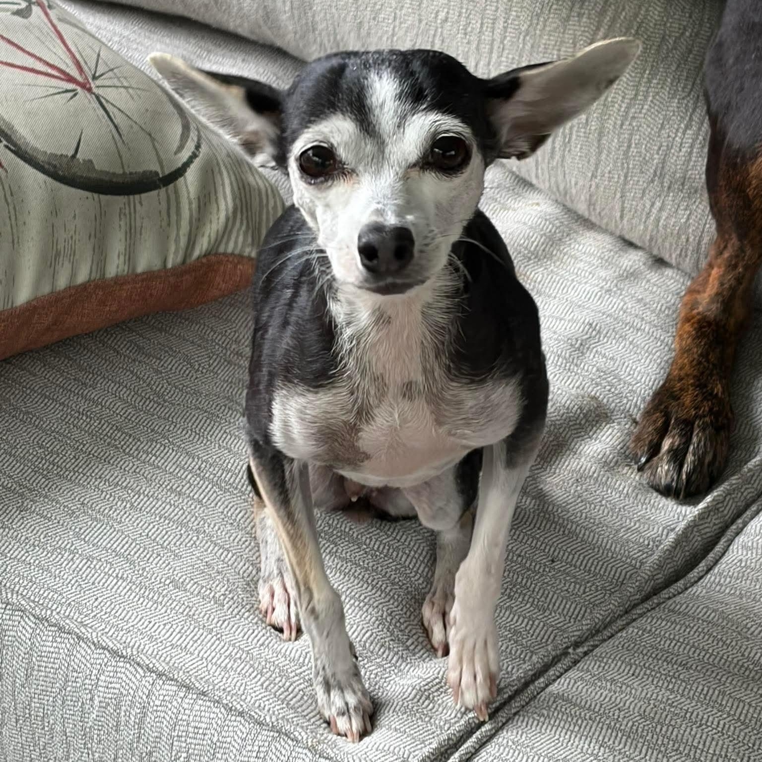 Cookie , Adoptable, Senior Female Chihuahua.
