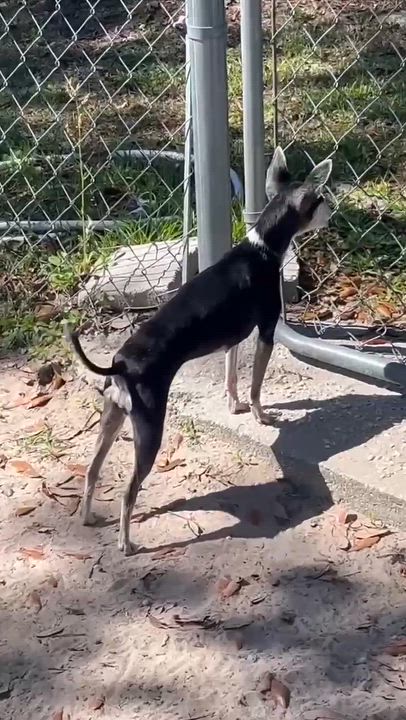 Enlarge Cookie , a Adoptable Mixed Breed in Argyle, NY video 4/6