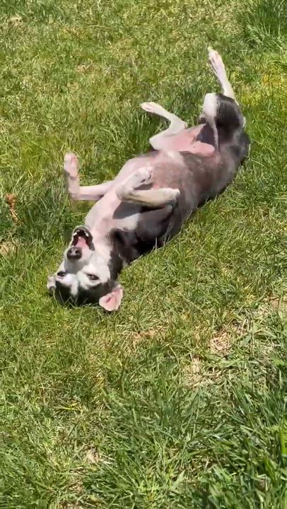Enlarge Cookie , a Adoptable mixed breed in Argyle, NY video 4/6
