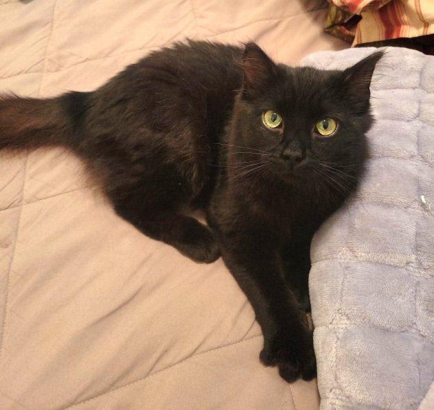 Gracie, Adoptable, Young Female Domestic Medium Hair.