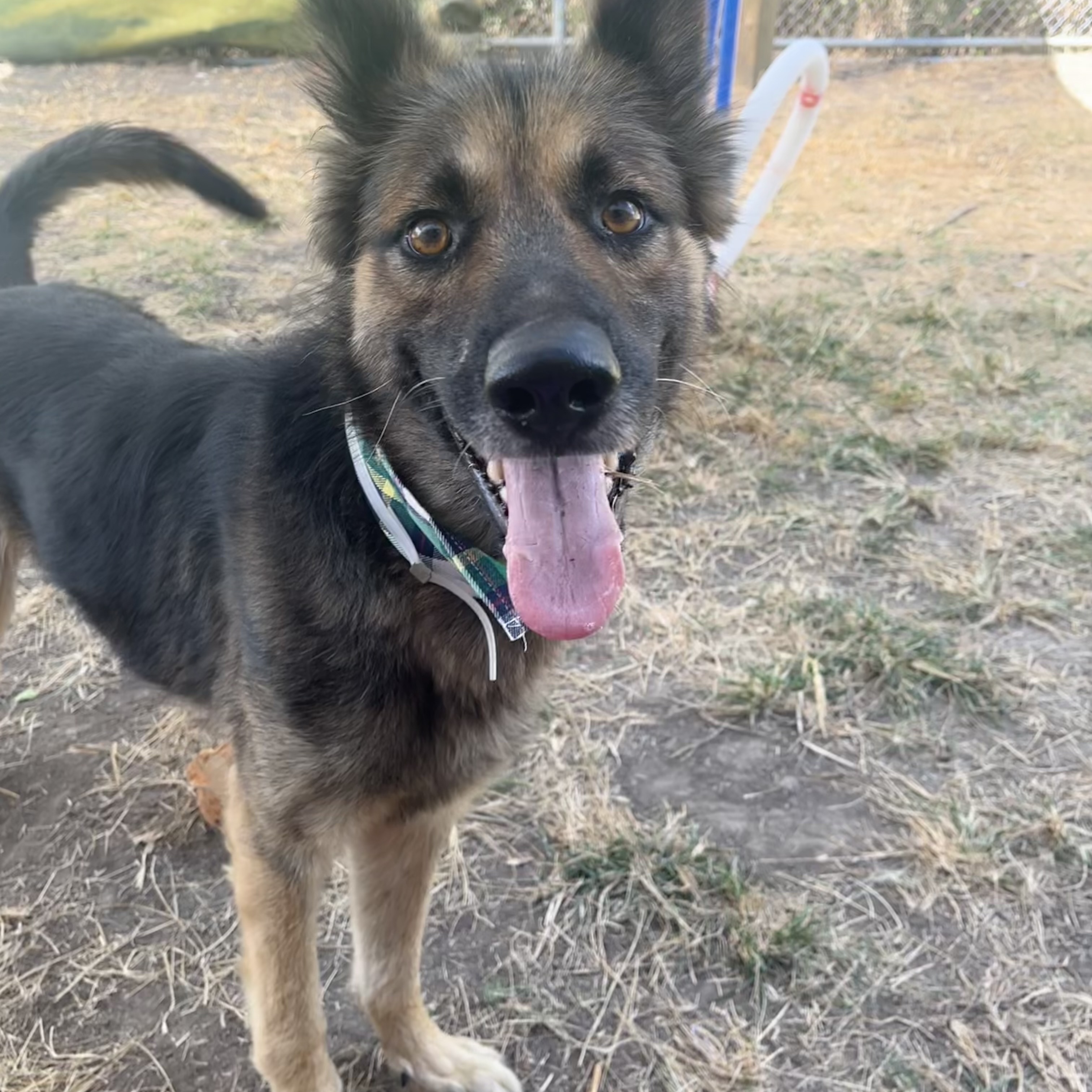 Dog for adoption Arnold, a German Shepherd Dog Mix in Deer Lodge, MT