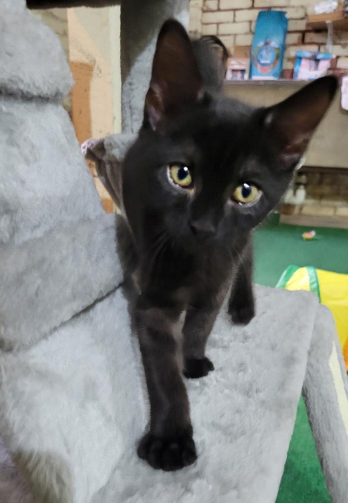Louie, Baby Male Domestic Short Hair