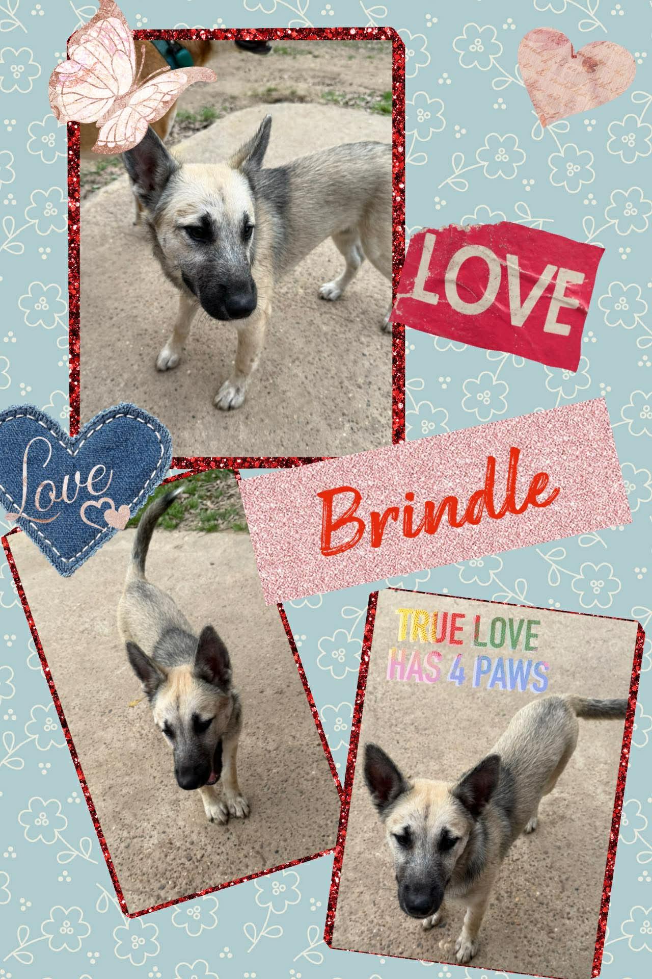 Enlarge Brindle, an adopted mixed breed in Bronson, TX image 2/5