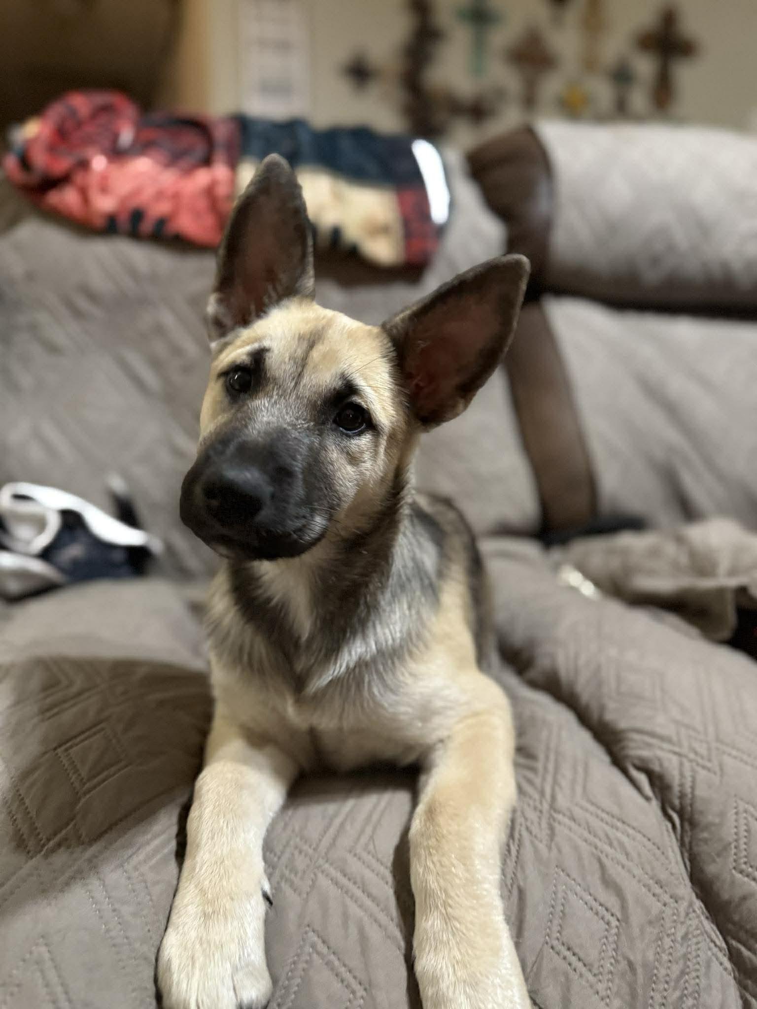 Brindle, adopted, Young Female German Shepherd Dog & Husky.
