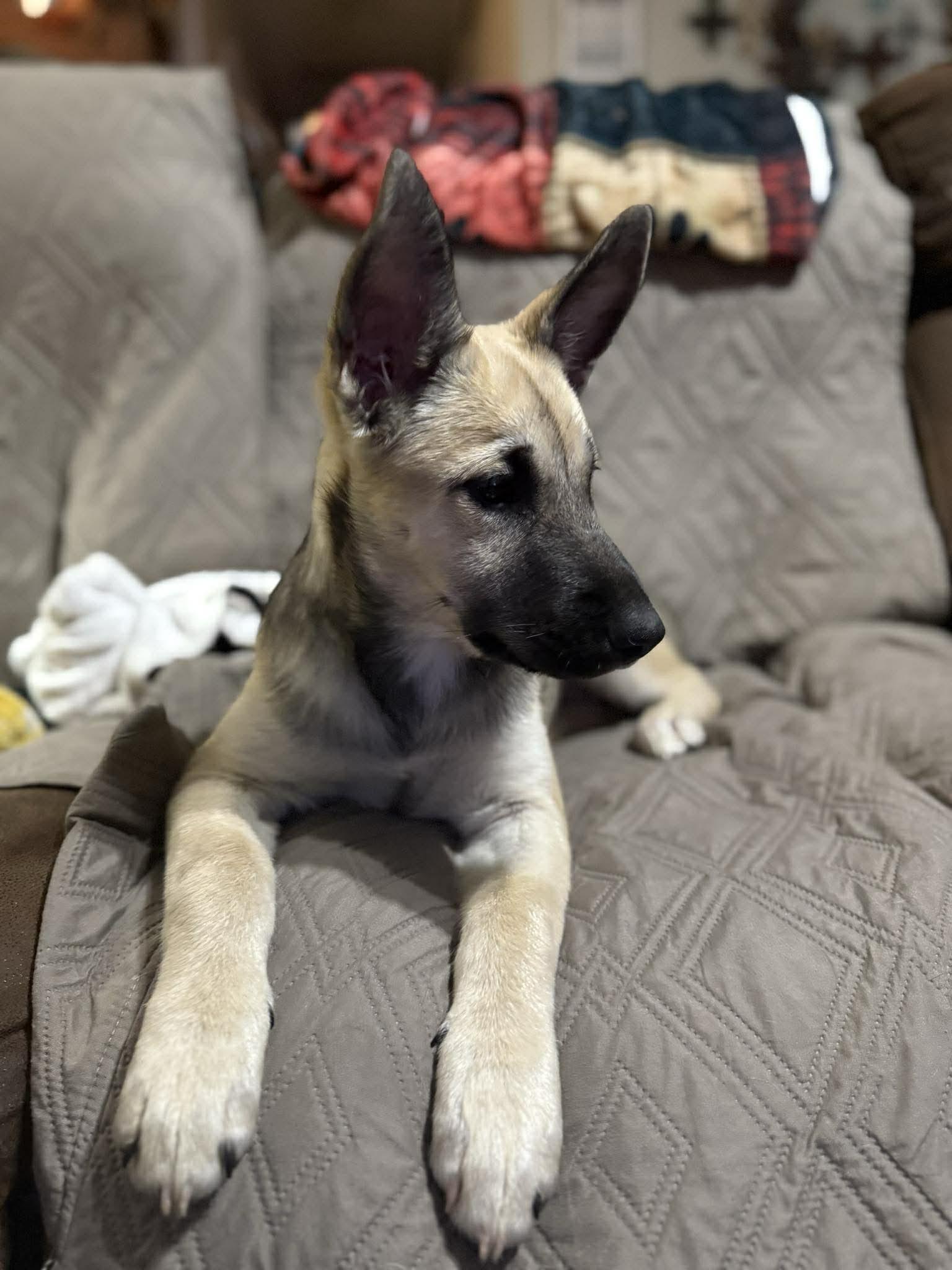 Enlarge Brindle, an adopted mixed breed in Bronson, TX image 5/5