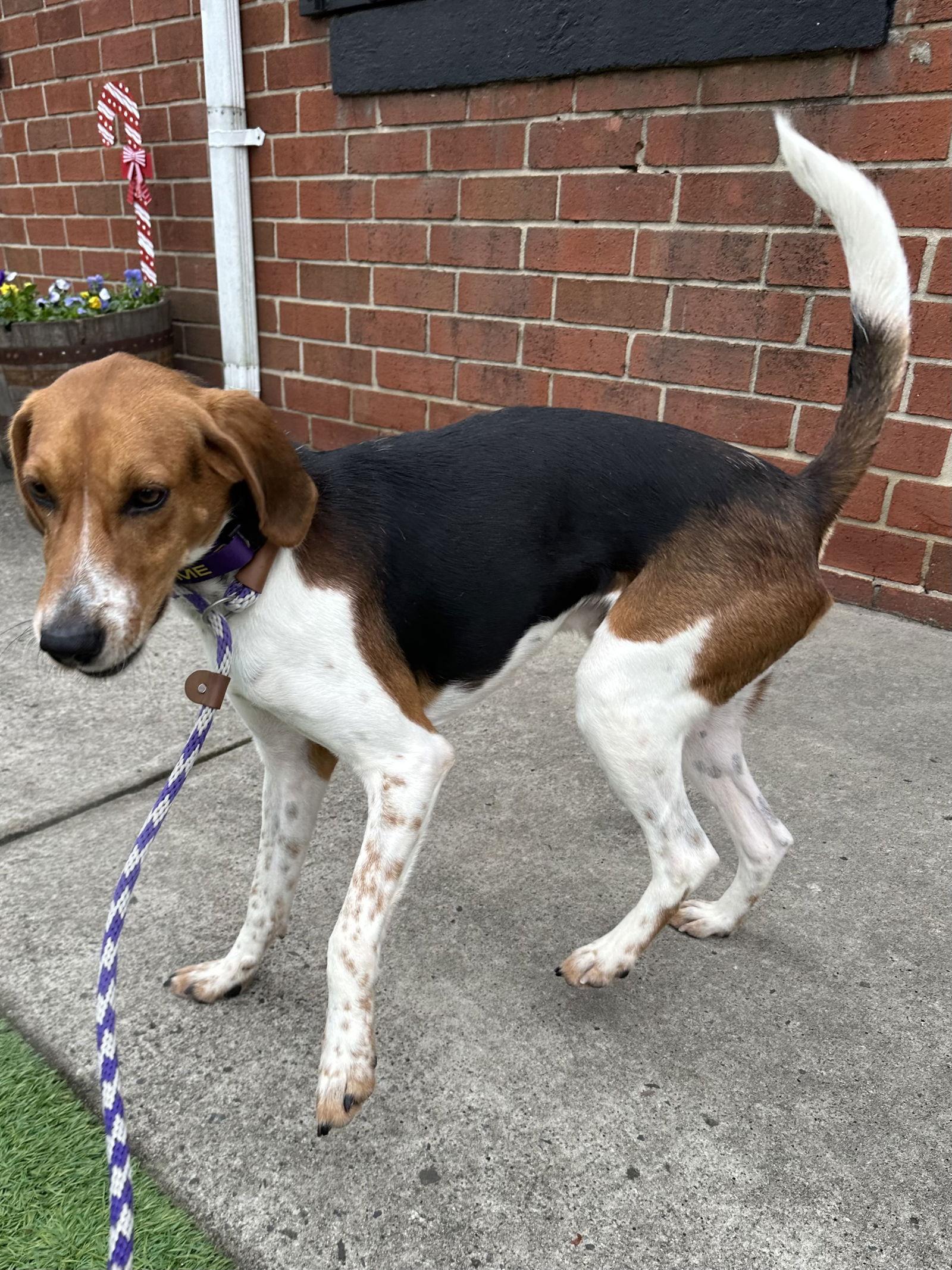 Winston, Adoptable, Adult Male Foxhound.