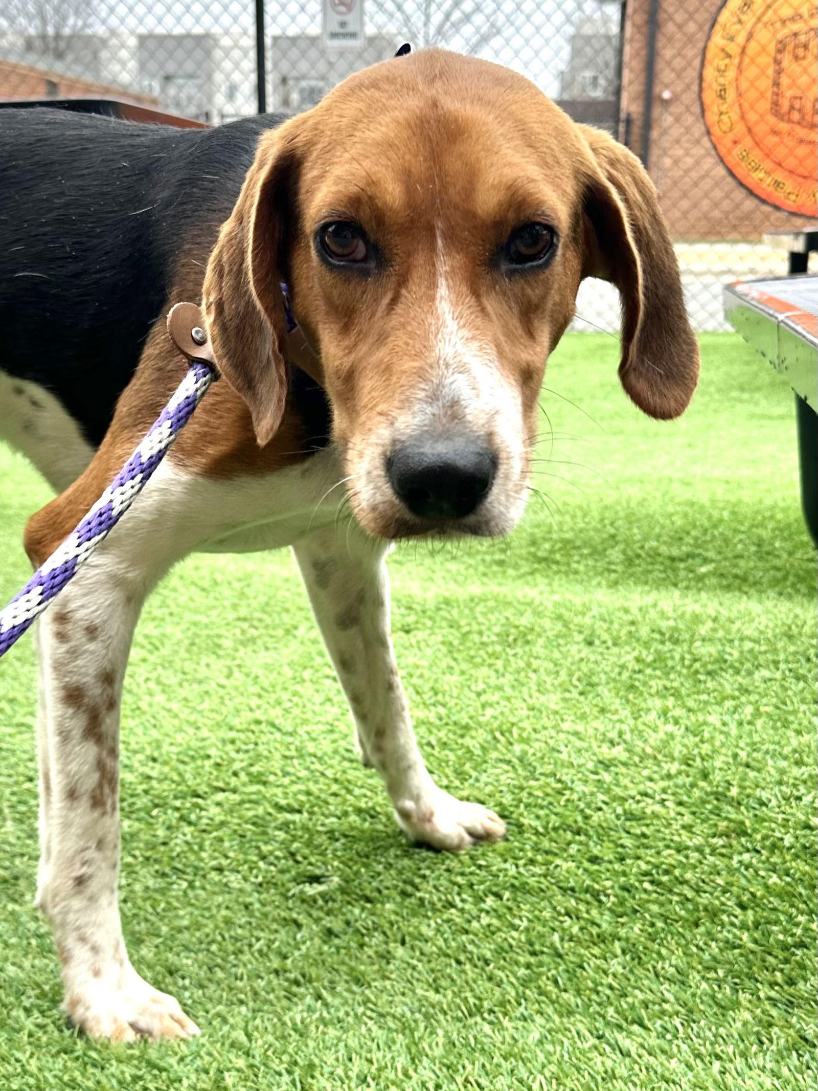 Enlarge Winston, a Adoptable Foxhound in Charlotte, NC image 2/3