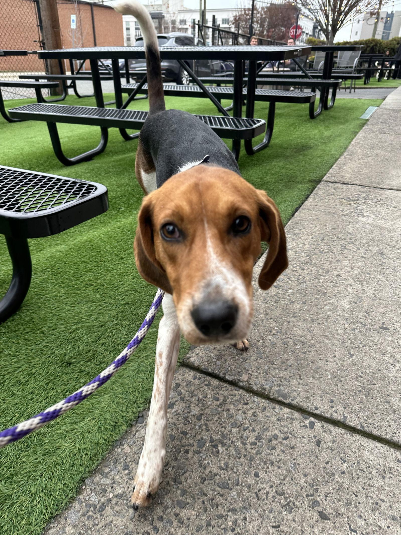Enlarge Winston, a Adoptable Foxhound in Charlotte, NC image 3/3