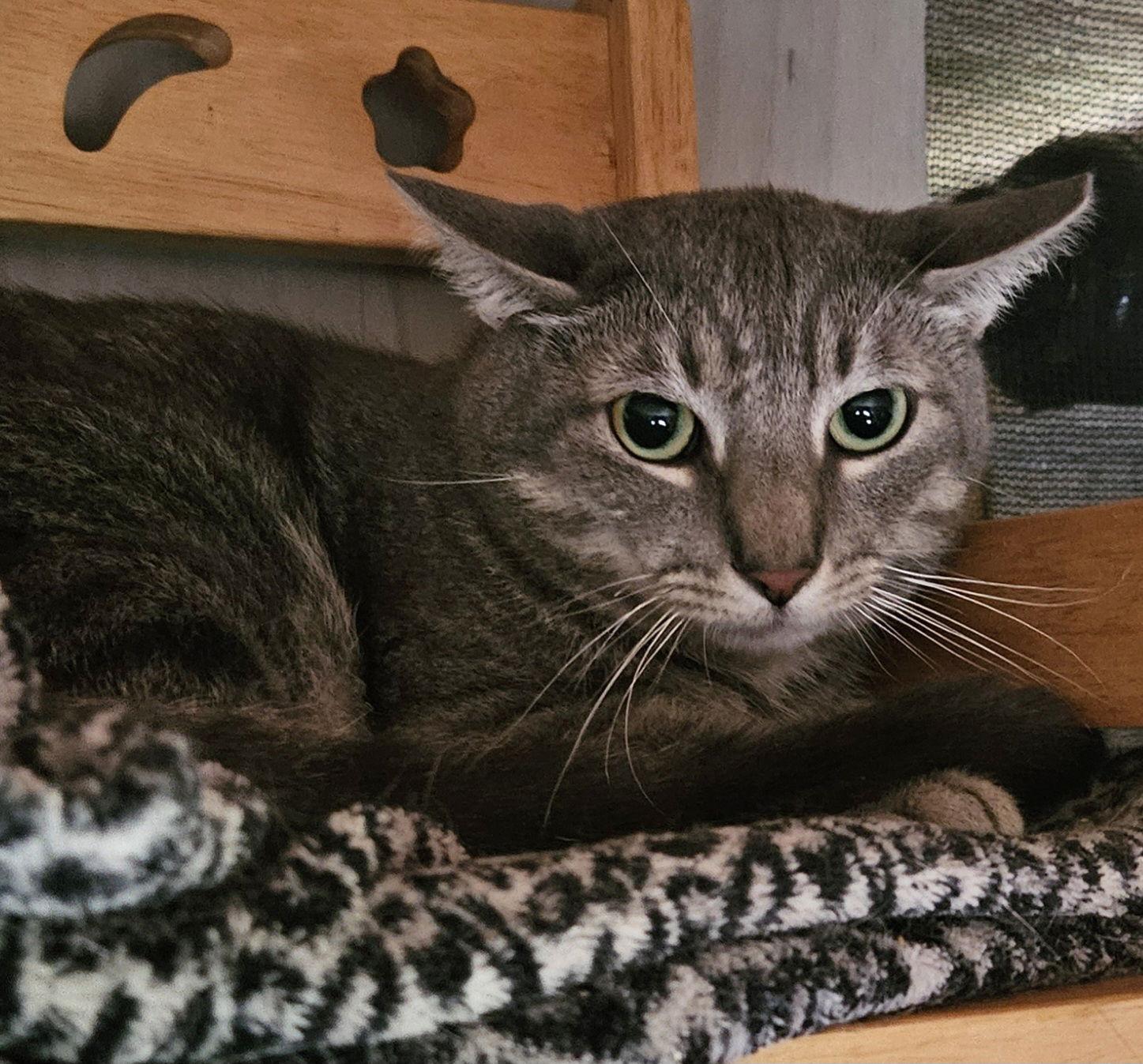 Enlarge Chad Brown, a Adoptable Domestic Short Hair in Trenton, NJ image 1/3