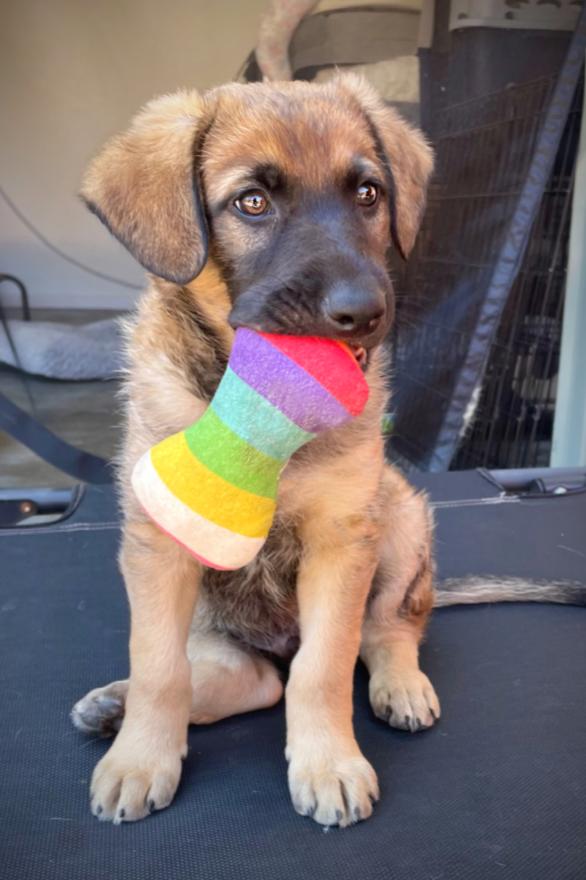 Finnegan, a Adoptable mixed breed in Oakland, CA image 2/2