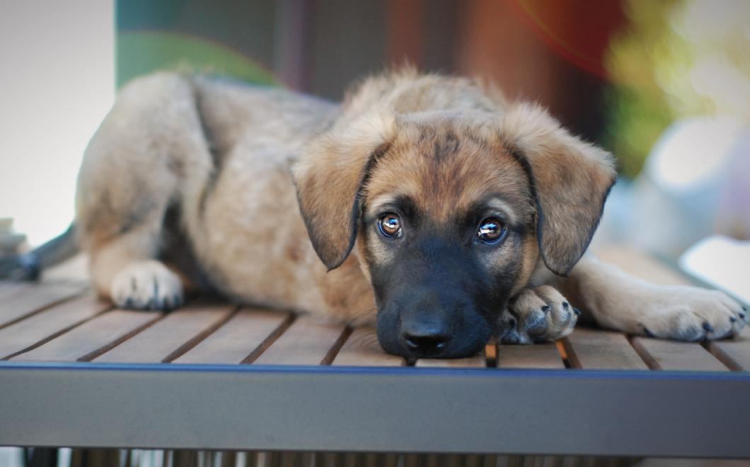 Finnegan, a Adoptable mixed breed in Oakland, CA image 1/2