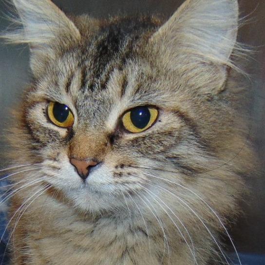 Pirja, Adoptable, Young Female Domestic Medium Hair.