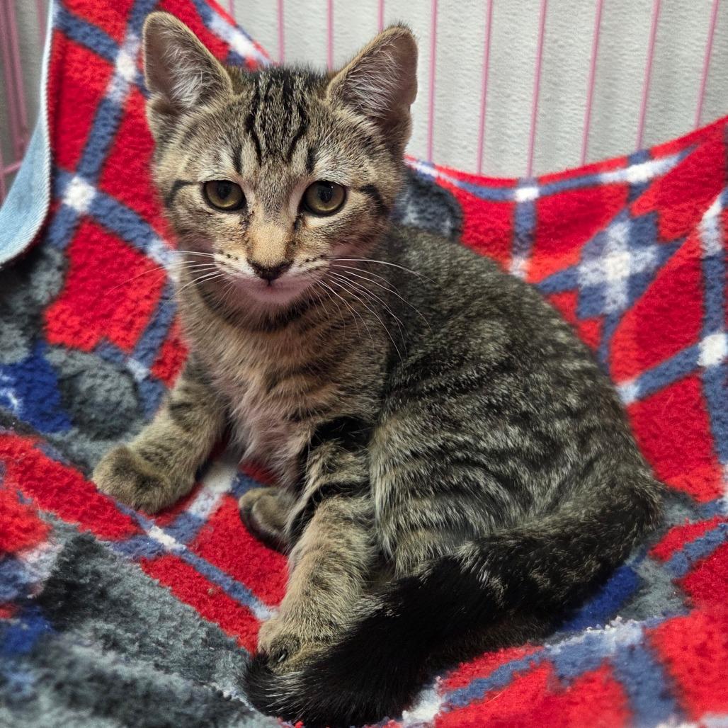 Enlarge Gretel, a Adoptable Domestic Short Hair in Priest River, ID image 1/2