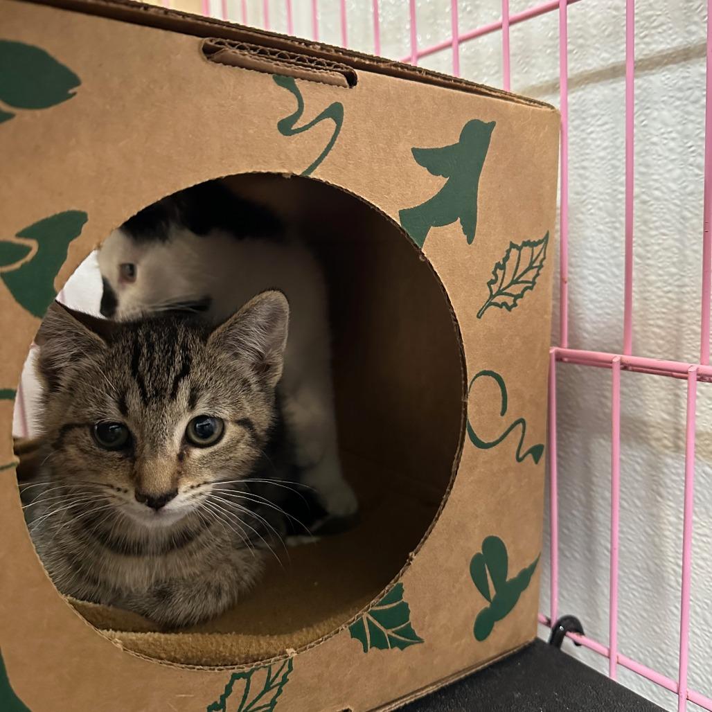 Enlarge Gretel, a Adoptable Domestic Short Hair in Priest River, ID image 2/2