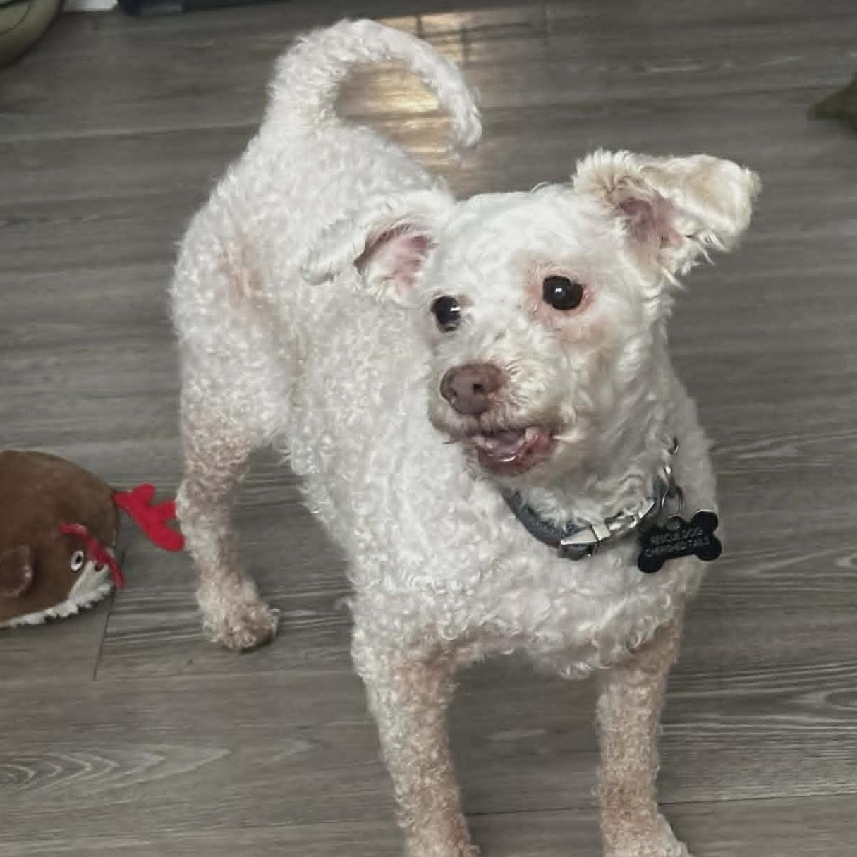 SERENA, a ADOPTABLE Miniature Poodle in Marana, AZ image 2/4