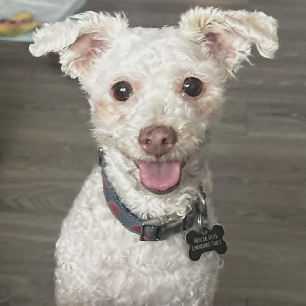 SERENA, ADOPTABLE, Senior Female Miniature Poodle.
