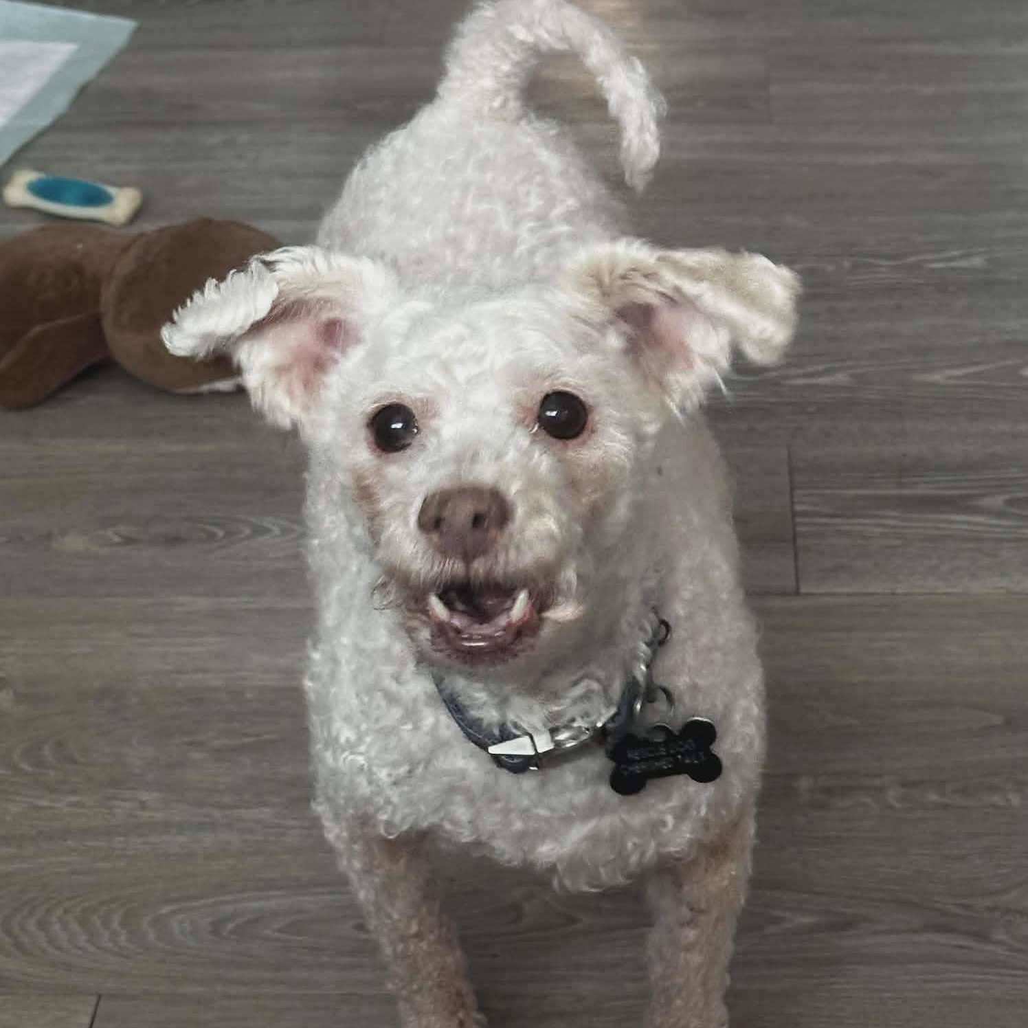 SERENA, a ADOPTABLE Miniature Poodle in Marana, AZ image 4/4