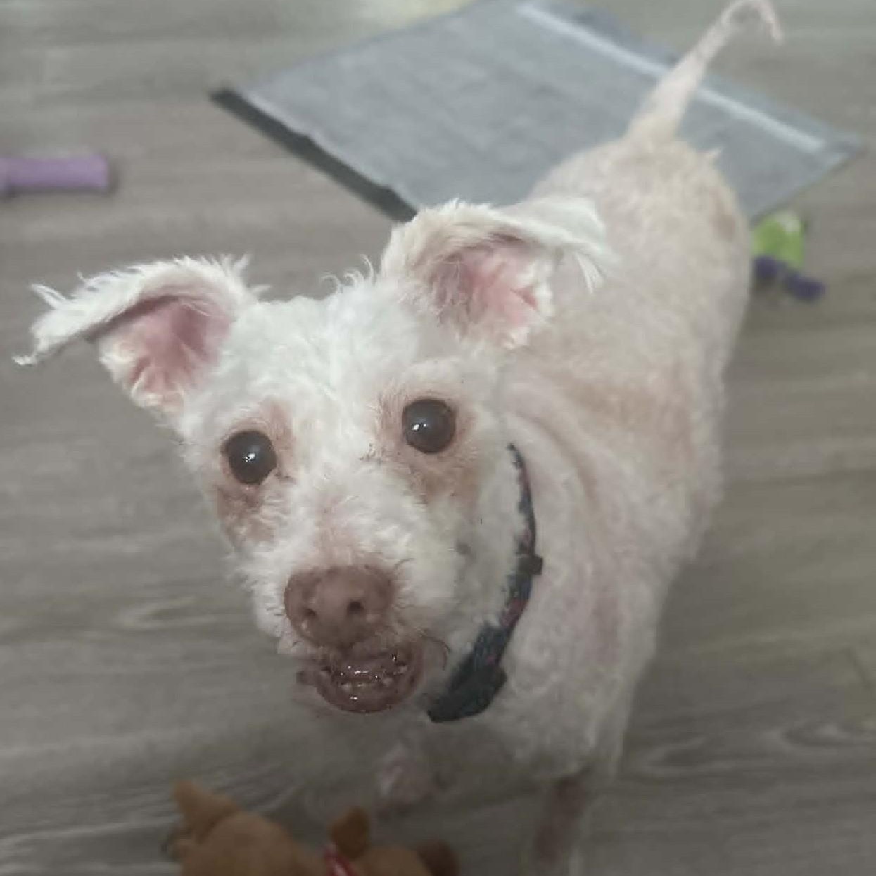 SERENA, a ADOPTABLE Miniature Poodle in Marana, AZ image 3/4