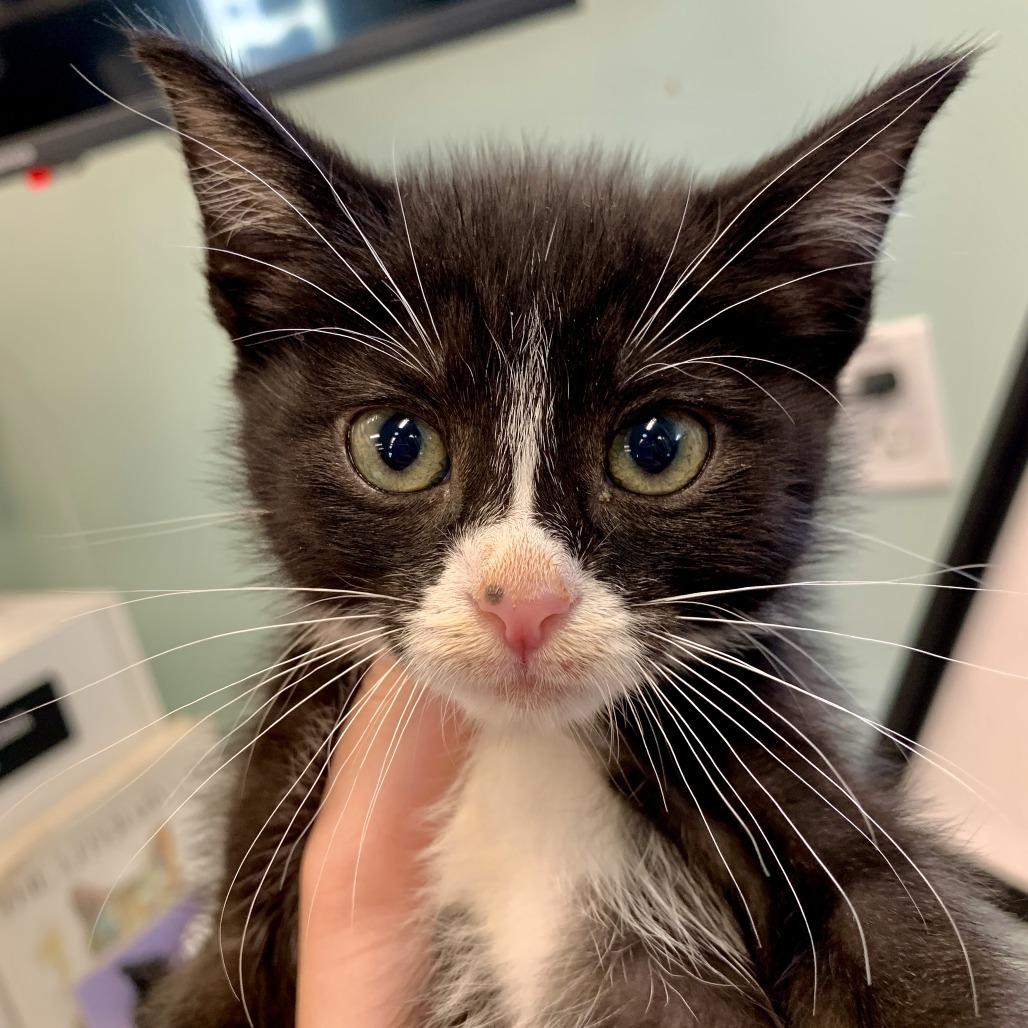 Fang, Adoptable, Kitten Male Domestic Short Hair.