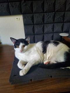 Clover, Adoptable, Adult Male Domestic Short Hair.