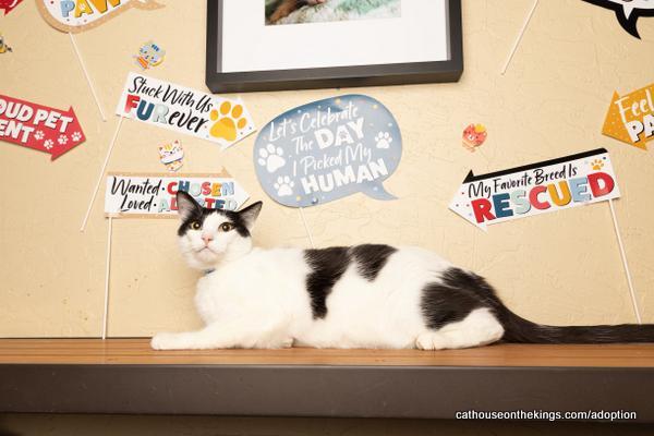 Clover, Adoptable, Adult Male Domestic Short Hair.