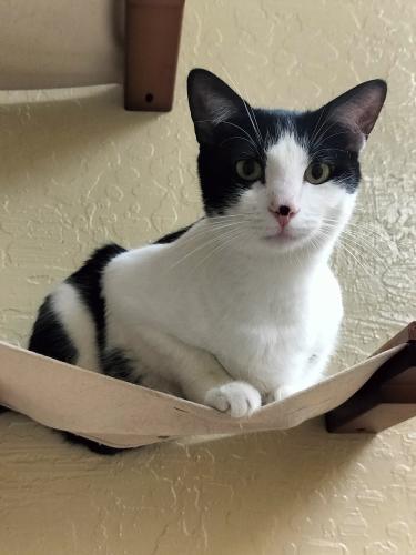 Clover — thumbnail 2