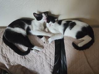 Enlarge Clover, a Adoptable Domestic Short Hair in Parlier, CA image 3/6