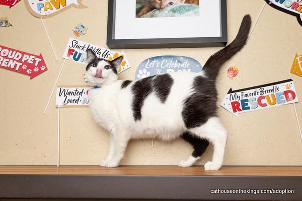 Enlarge Clover, a Adoptable Domestic Short Hair in Parlier, CA image 4/6
