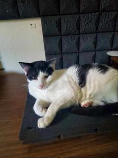 Enlarge Clover, a Adoptable Domestic Short Hair in Parlier, CA image 5/6