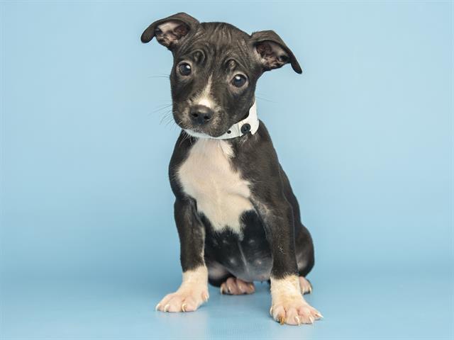 MALEFICENT, Adoptable, Puppy Female Pit Bull Terrier & Mixed Breed.