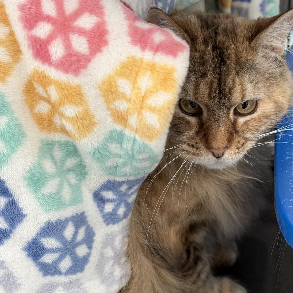 Fluff, Adoptable, Senior Female Domestic Medium Hair.