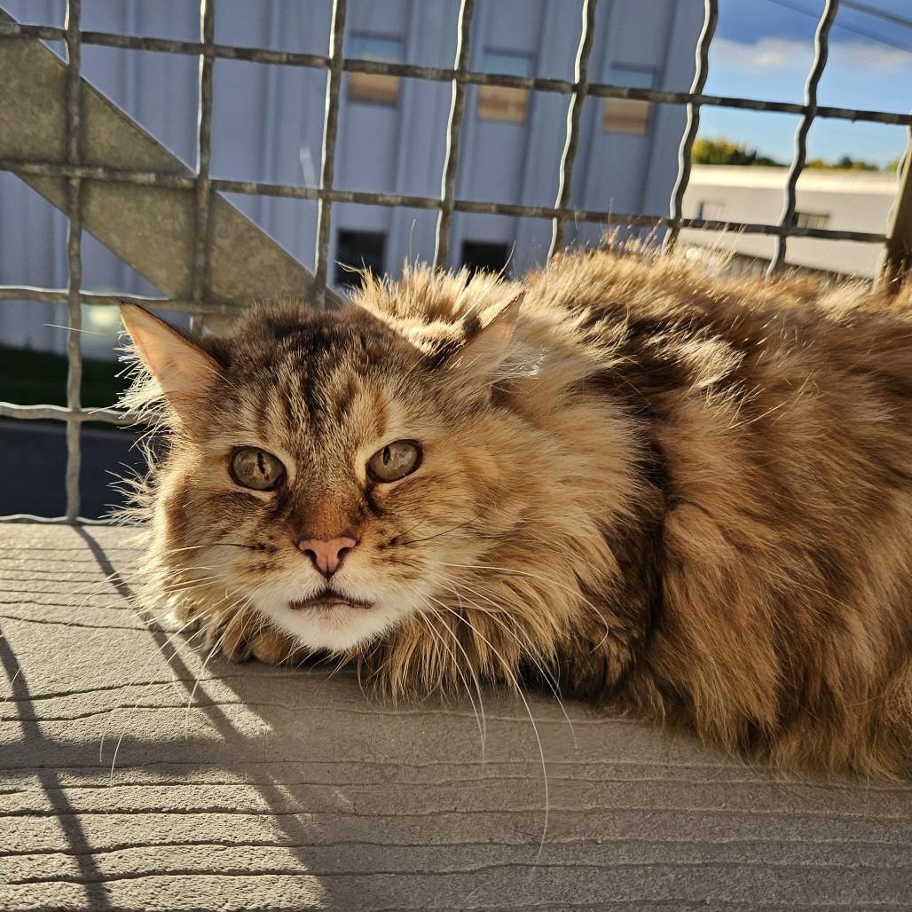 Enlarge Fluff, a Adoptable Domestic Medium Hair in Lakewood, CO image 2/6